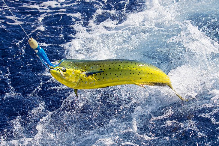 Live Bait Tips for Offshore Fishing [For New Anglers] 